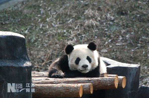 動(dòng)物園里上演“春天里”