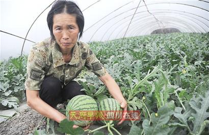 “膨大劑”風波重創成都西瓜 “口口脆”大量滯銷