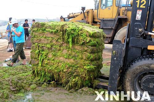 青島:滸苔治理用上“壓榨機”