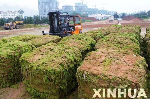 青島:滸苔治理用上“壓榨機”