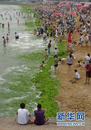 新華調查:海邊綠潮疑云 青島滸苔緣何連續5年來襲