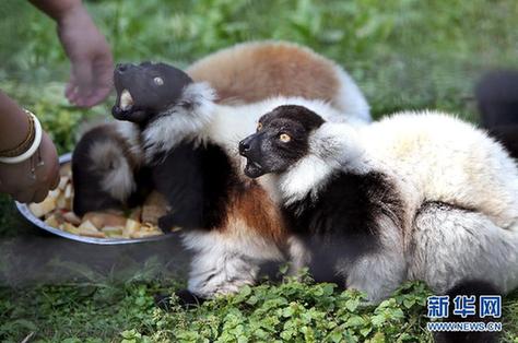 紅猩猩、斑狐猴落戶上海動物園