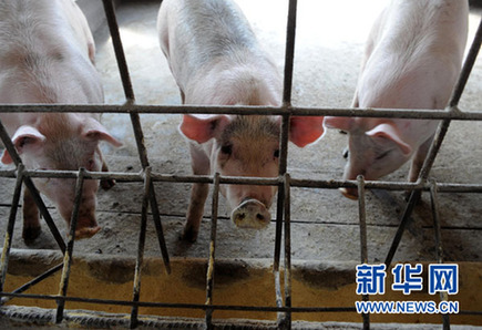 暴利驚人:揭秘“瘦肉精”地下產(chǎn)業(yè)鏈