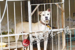 別墅斗犬去年咬傷釣魚(yú)者 今年咬死來(lái)訪客人 組圖