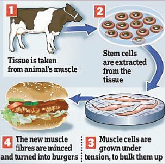 科學家培育“試管肉” 將制作漢堡200萬一個