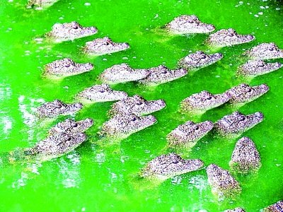 南京養殖基地稱千條鱷魚浮出水面為曬太陽 圖