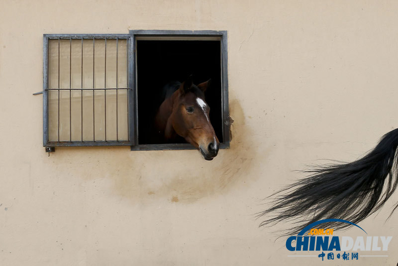 探訪京城頂級馬術俱樂部