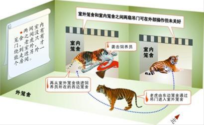 上海動(dòng)物園否認(rèn)虎吃不飽咬人 肇事虎不會(huì)被安樂死