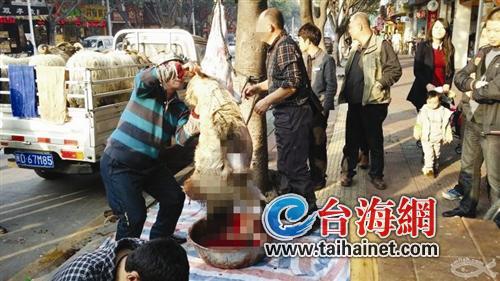 廈門：攤販當街宰殺綿羊 路人花萬元買來放生