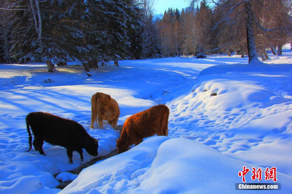新疆北部山區村莊雪景醉人