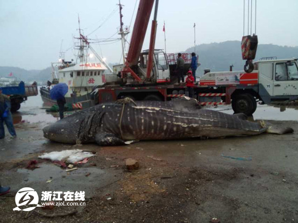 溫州漁民捕獲萬斤大魚 或遭漁業部門處罰