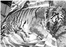 溫州街頭現(xiàn)死老虎案續(xù):專(zhuān)家推測(cè)其死于注射藥物