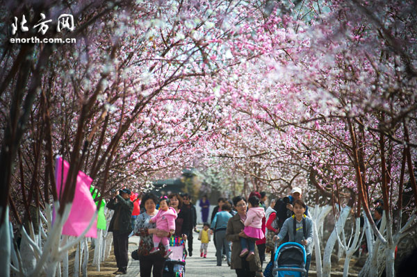人面桃花相映紅 天津市運河桃花文化旅游節開幕