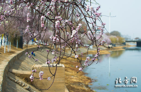 人面桃花相映紅 天津市運河桃花文化旅游節開幕