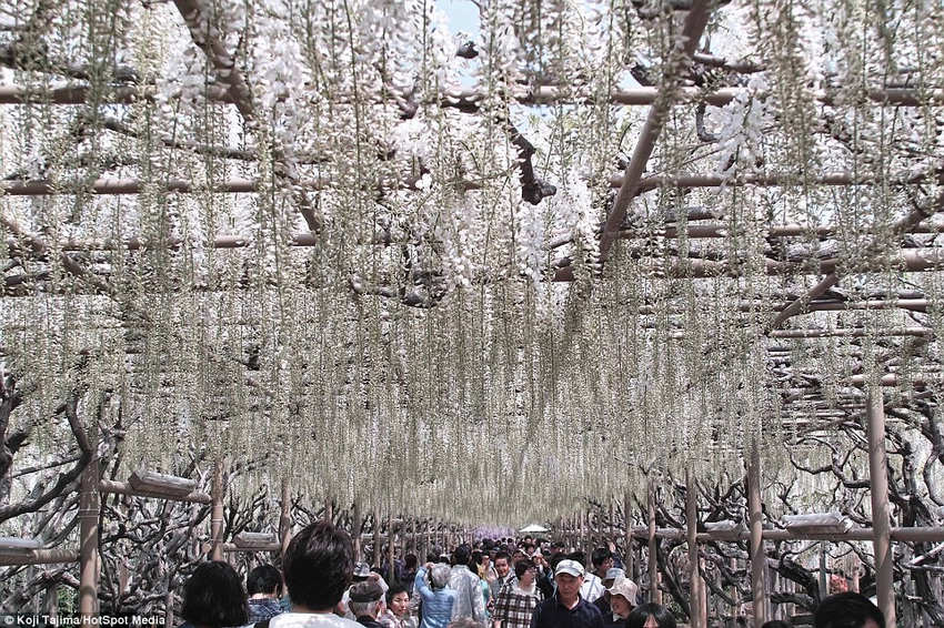 夢幻！《阿凡達》