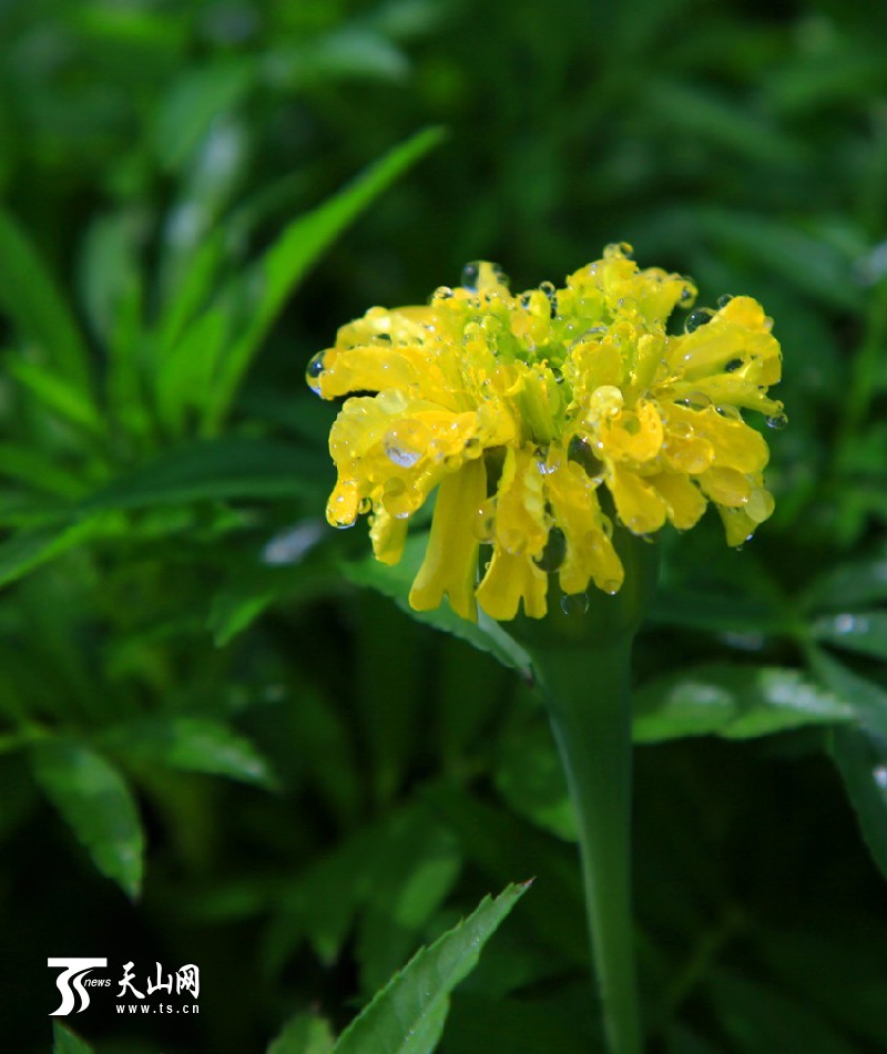 一八三團設施育苗基地百花爭艷