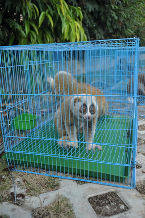 2011普洱國(guó)家公園大型野生動(dòng)物放生車隊(duì)抵達(dá)普洱 動(dòng)物全部安然無(wú)恙