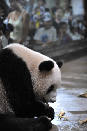 杭州：動物園的大熊貓生日會