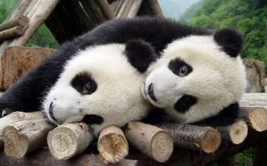 Beijing yesterday short listed 11 giant pandas as candidates for the pair to be sent to Taiwan as a goodwill gift.