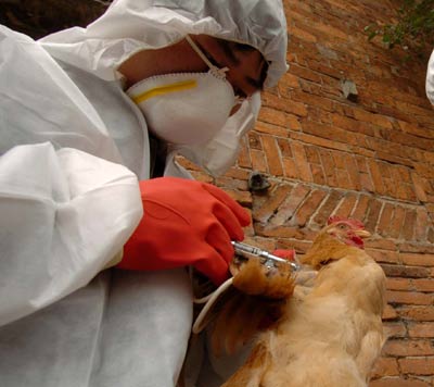 Health authorities yesterday refused to link the death of a 12-year-old girl who had flu-like symptoms with the bird-flu outbreak in Central China's Hunan Province.