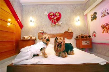 Two Yorkshire terriers Billy (R) and Jully (L), sit on the bed at a pet motel in Sao Paulo in this August 26, 2005 file photo.The doggy love motel, complete with a heart-shaped mirror on the ceiling and a headboard resembling a doggy bone, opened for amorous pooches in Brazil.