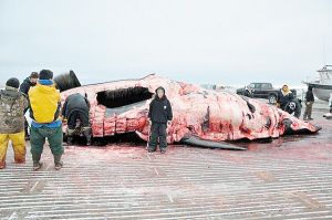 美國(guó)一小學(xué)生北冰洋獵殺10米長(zhǎng)巨鯨(圖)