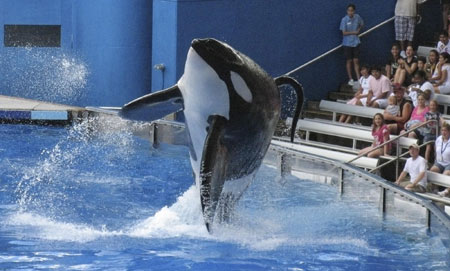組圖：美海洋世界發生慘劇 女馴獸師被虎鯨攻擊致死