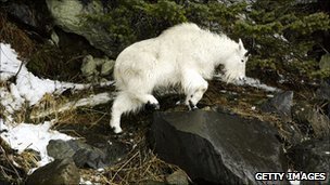 一名美國登山者公園內(nèi)遭野生白山羊襲擊喪生