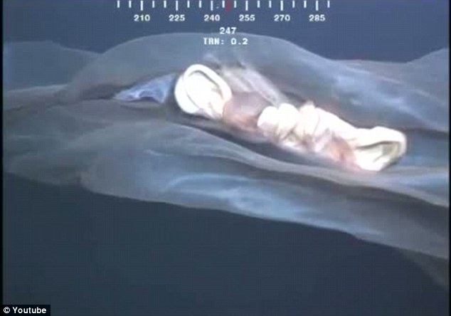 罕見水母抑或鯨胎盤？ 深海水下攝像機拍到神秘漂浮物
