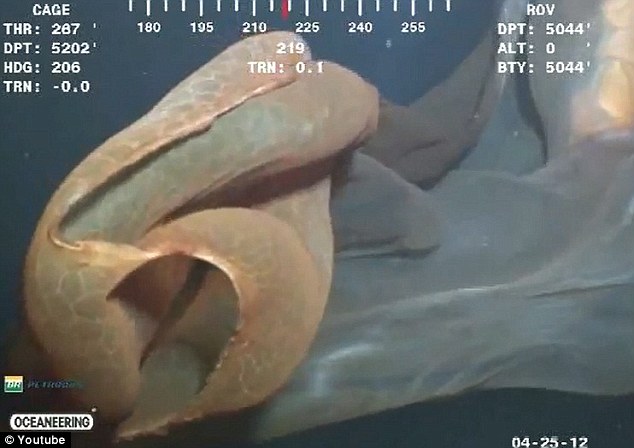 罕見水母抑或鯨胎盤？ 深海水下攝像機拍到神秘漂浮物