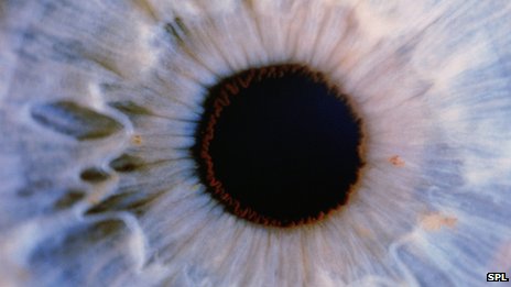 英學者借感光細胞助老鼠恢復光明 或適用人類眼病治療
