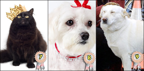 2009年世界寵物富豪榜 牧羊犬身價超2億英鎊