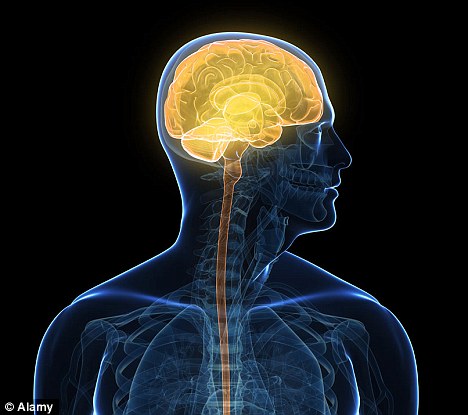 以色列科學(xué)家研制出“人造小腦” 在老鼠身上試驗(yàn)成功
