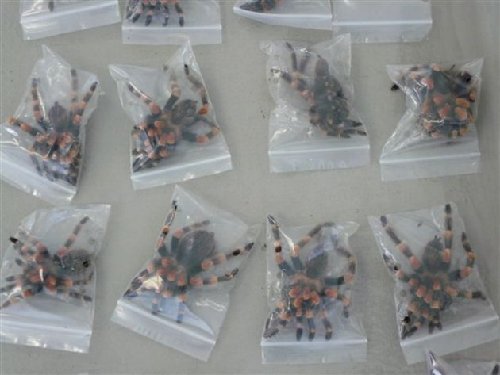 瑞士查獲千只蜘蛛蜈蚣走私入境案 價值1.5萬瑞郎