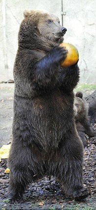 投籃、砸爛、發呆 萬圣節南瓜難倒德國棕熊（組圖）
