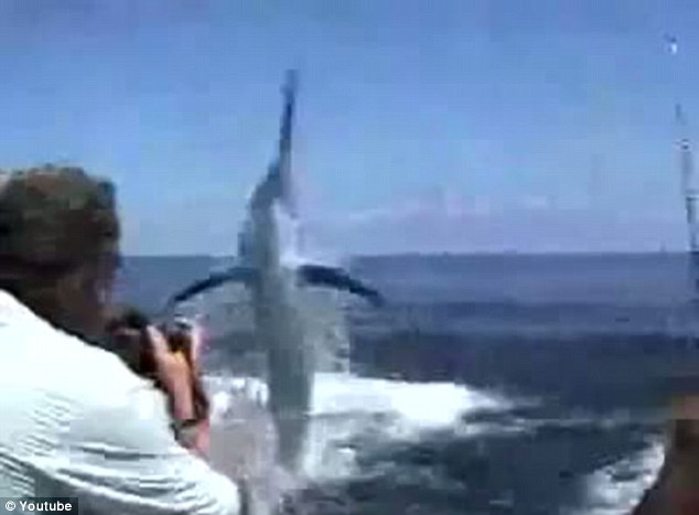 美國小伙釣魚遇險:200多公斤黑槍魚躍出海面刺穿其口腔