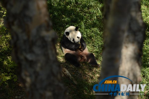 美國(guó)華盛頓一動(dòng)物園重開(kāi) 大熊貓“添添”可愛(ài)亮相（組圖）