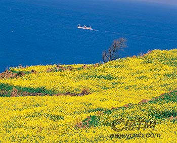 濟州島面朝大海 春暖花開