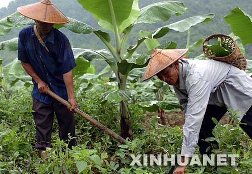 2004年9月12日,云南省德宏傣族景頗族自治州潞西市三臺(tái)山德昂族民族鄉(xiāng)的德昂族農(nóng)民賴臘算(右)和他的侄子段臘乃在香蕉地里勞作。云南省潞西市三臺(tái)山德昂族民族鄉(xiāng)是全國唯一的德昂族鄉(xiāng)。近年來,村黨支部積極帶動(dòng)少數(shù)民族群眾發(fā)展多種經(jīng)營,走上致富之路。生活在三臺(tái)山鄉(xiāng)允欠村的賴臘算一家人搞起了良種畜牧養(yǎng)殖和香蕉種植,年收入超過2萬元。他家先后購置了電視機(jī)、影碟機(jī)、摩托車和拖拉機(jī),日子過得紅紅火火。 新華社發(fā)