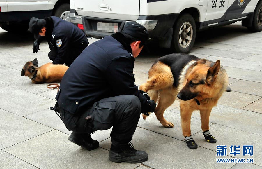 警犬“助陣”兩會安保工作：大會堂內細致檢查