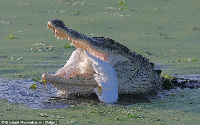 錯把鱷魚當(dāng)石頭 白鷺捕魚反“被捕”