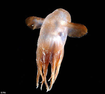 10年科考成果斐然 千米以下深海發現5000余種生物