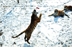 沈陽動物園老虎餓死幕后：園區被抵押貸款建球場