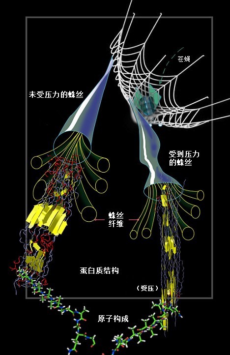 蛛網為何強于“鋼網”？蛛絲內部結構能隨壓力變化
