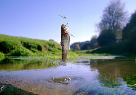 鱒魚(yú)躍出水面捕食瞬間