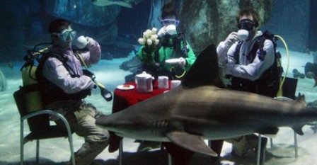英國潛水員與鯊魚共聚一堂