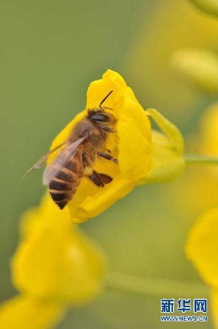 超美田園風(fēng)光：油菜花盛開的季節(jié)