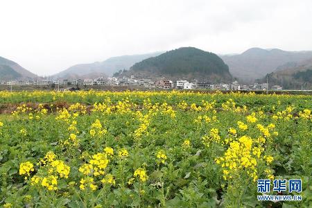 超美田園風光：油菜花盛開的季節