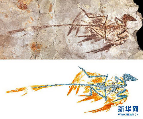 中美科學家聯(lián)手復原小盜龍“亮麗羽衣”