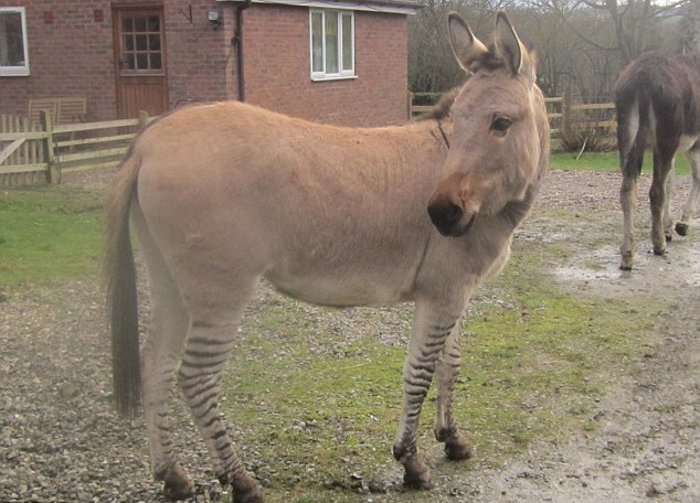 “斑驢、斑馬馬”繞暈頭 英怪異動(dòng)物園令人稱奇